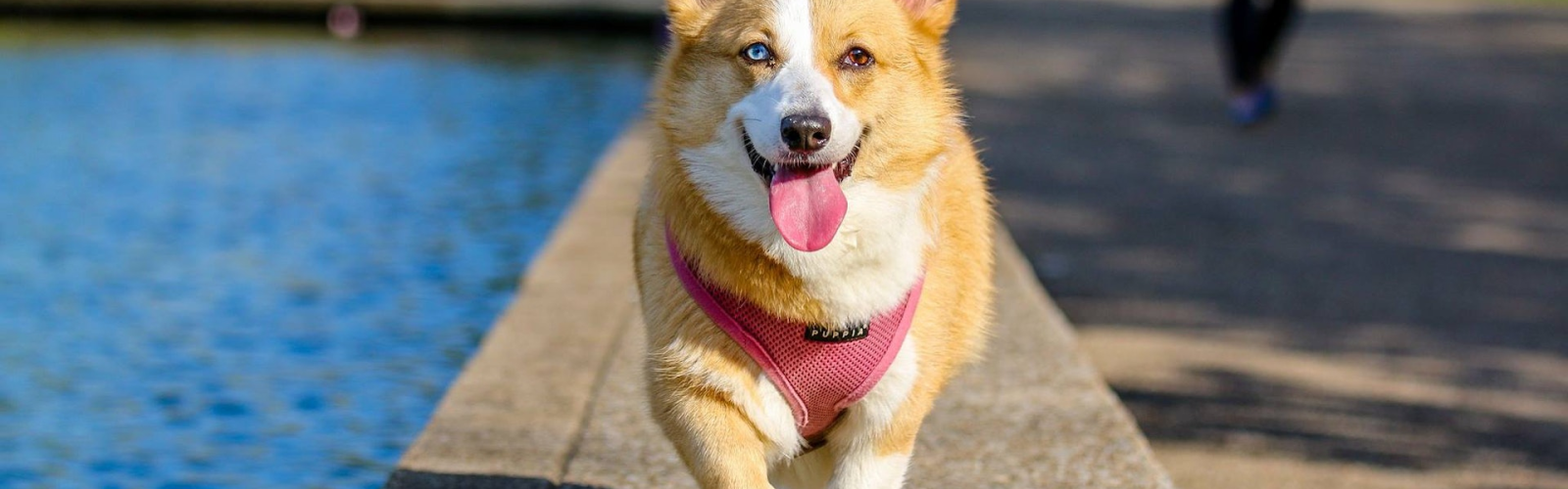 Dogs, training, security, safe, friends, sniffing