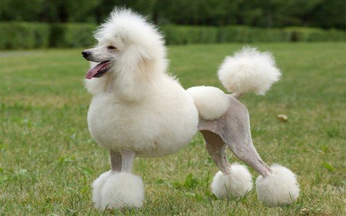 Poodle Breeds Traits And Care