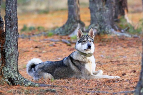 The Versatile and Loyal West Siberian Laika: A Breed Overview