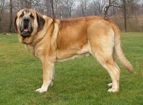 The Spanish Mastiff, also known as Mastín Español, is a large breed of dog that has been used for centuries as a livestock guardian in the Iberian Peninsula