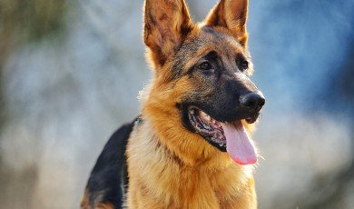 German Shepherd: Intelligence and Loyalty