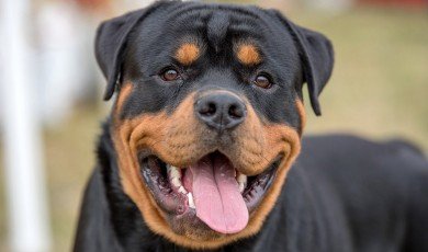 The Majestic Rottweiler: Unveiling the History, Traits, and Charisma of a Remarkable Breed