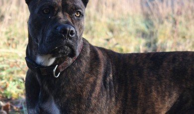 Unveiling the Rich Origins and History of the Alano Español: Spain's Majestic Canine Heritage